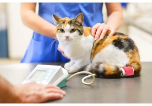Лечение пиометры кошкам