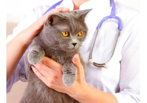Операции на кишечнике и желудке кошки