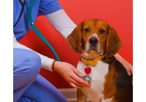 Операции на кишечнике и желудке собаки  до 10 кг ( без стоимости наркоза )
