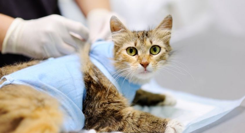 Здоровый питомец- счастливый хозяин! Скидка 50% на стерилизацию кошки от ветеринарной клиники «Барс»