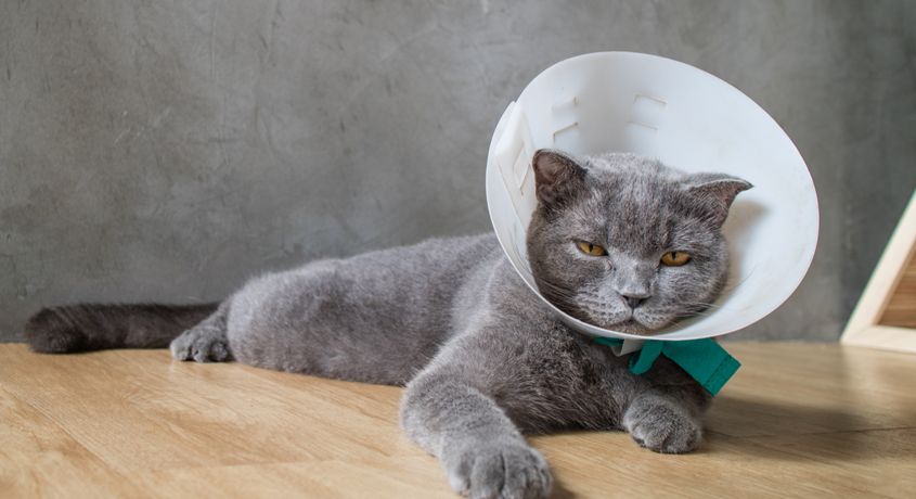 Здоровый питомец- счастливый хозяин! Скидка 50% на стерилизацию кошки от ветеринарной клиники «Барс»