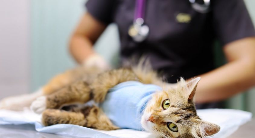 Скидка 50% на кастрацию кота и стерилизацию кошки за полцены от Участковой Ветеринарной Лечебнице.