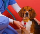 Операции на кишечнике и желудке собаки  до 10 кг ( без стоимости наркоза )