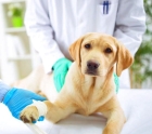 Операции на кишечнике и желудке собаки 