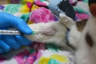 Анализ крови у кошек (ОАК)