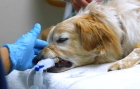 Анестезия собаки (от 5 кг до 10 кг)