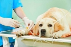 Анестезия собаки (от 10 кг до 15 кг)