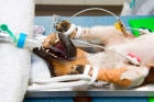 Анестезия собаки (от 15 кг до 25 кг)