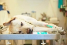 Анестезия собаки (от 25 кг и выше)