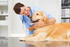 Овариоэктомия собак мелких пород