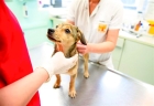 Овариогистерэктомия собак мелких пород