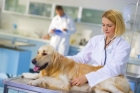 Овариоэктомия собак средних размеров (5-15 кг)