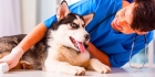 Овариогистерэктомия собак крупных размеров (15-30 кг)