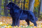 Овариогистерэктомия собак гигантских размеров (свыше 30 кг)