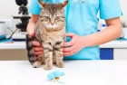 Лечение отравления у кошек