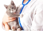 Лечение домашних кошек