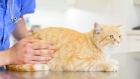 Лечение блох у кошек