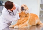 Лечение ушей у собак