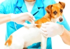 Лечение бешенства у собак