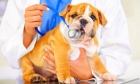 Лечение суставов у собак