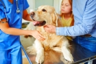 Лечение энтерита у собак