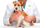 Лечение дерматита у собак