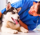 Лечение собаки от укуса клеща