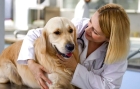 Лечение рвоты у собак