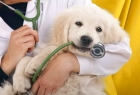 Лечение поноса у собак