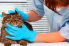 Экспресс-исследование на коронавирус кошек