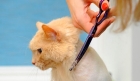Гигиеническая стрижка кошки