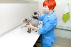 Гигиеническая стрижка кошки с миорелаксантом