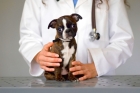 Операции на желудке и кишечнике собаки