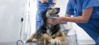 УЗИ лимфатической системы собак (1 узел)