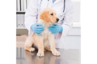 Услуги ветеринара на дому 