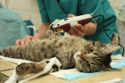 Удаление опухолей молочных желез (кошки)