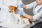 Ежегодная вакцинация собак