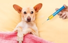 Вакцинация собаки импортной вакциной от инфекций