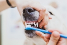 Удаление постоянного зуба собаки