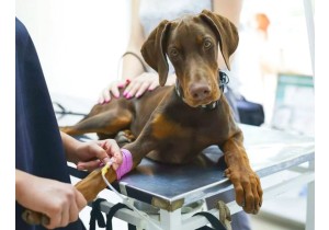 Операции на кишечнике и желудке собаки 25 и более кг ( без стоимости наркоза )