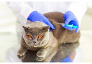 Вакцинация кошек (ринотрахеит)