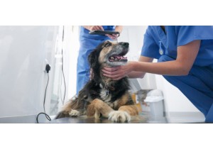 УЗИ лимфатической системы собак (1 узел)