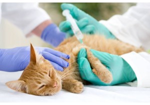 Вакцинация кошек 