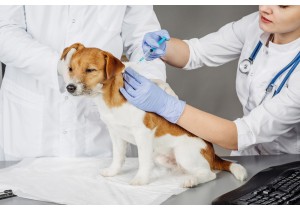 Ежегодная вакцинация собак
