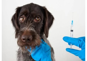 Вакцинация собак от бешенства
