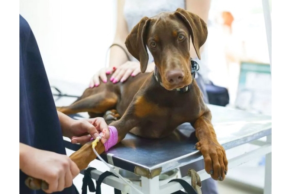 Операции на кишечнике и желудке собаки 25 и более кг ( без стоимости наркоза )