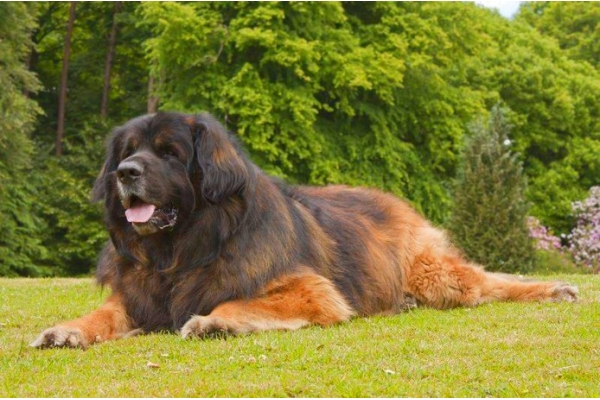Овариоэктомия собак гигантских размеров (свыше 30 кг)