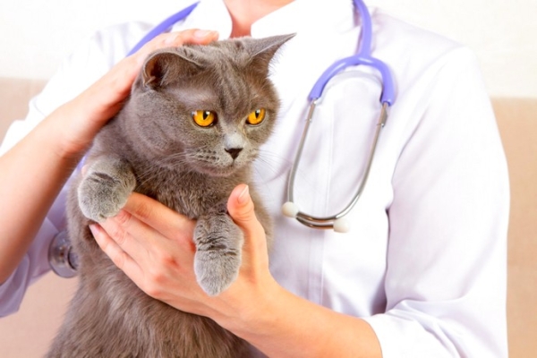 Операции на желудке и кишечнике кошки