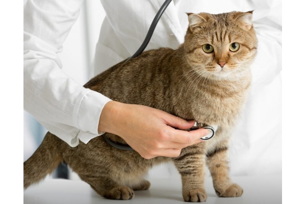 Ветеринар для кошки