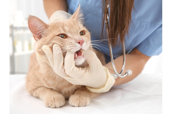 Удаление зубов у кошек